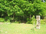 Wildlife garden